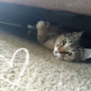 Meet your Posher, Chelsea